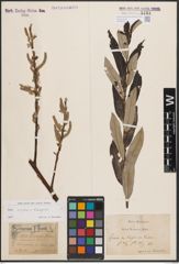 Foto von Salix caprea L. x Salix eleagnos Scop.